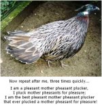 pheasant.jpg