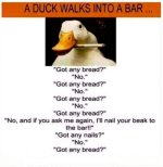 A duck walks into a bar.jpg