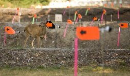 Deer_GrahamFlags_7045sm.jpg